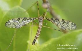 Attēlu rezultāti vaicājumam “Epiphragma ocellare”