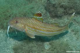 Image result for Mullus surmuletus