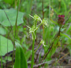 Attēlu rezultāti vaicājumam “Liparis loeselii flower”