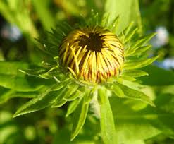 Attēlu rezultāti vaicājumam “Inula salicina bud”