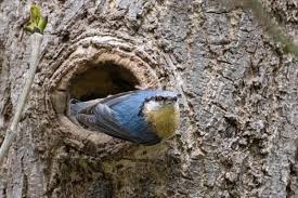 Attēlu rezultāti vaicājumam “Sitta europaea nest”