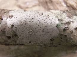 Attēlu rezultāti vaicājumam “Arthonia spadicea”