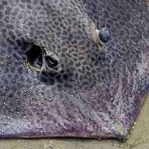 Image result for Himantura uarnak