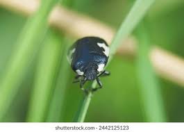 Attēlu rezultāti vaicājumam “Tritomegas bicolor”