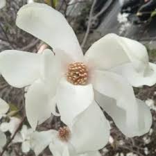 Attēlu rezultāti vaicājumam “Magnolia x loebneri”