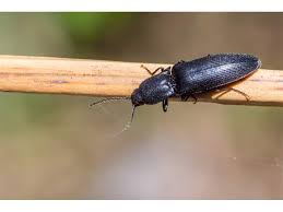 Attēlu rezultāti vaicājumam “Ectinus aterrimus”