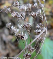 Attēlu rezultāti vaicājumam “Luzula luzuloides”