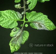 Attēlu rezultāti vaicājumam “Lycopersicon esculentum leaf”