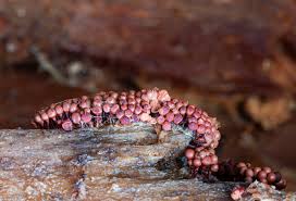 Attēlu rezultāti vaicājumam “Willkommlangea reticulata plasmodium”