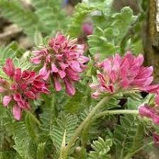 Image result for Anthyllis vulneraria rubra