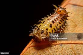 Attēlu rezultāti vaicājumam “Nematus salicis larva”