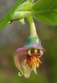 Attēlu rezultāti vaicājumam “Vaccinium myrtillus flower”