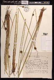 Attēlu rezultāti vaicājumam “Juncus conglomeratus”