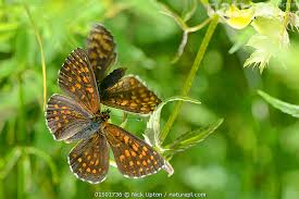 Attēlu rezultāti vaicājumam “Mellicta athalia underside”
