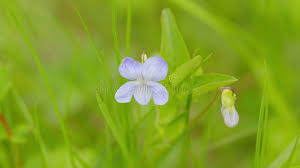 Attēlu rezultāti vaicājumam “Viola odorata bud”