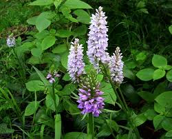 Attēlu rezultāti vaicājumam “Dactylorhiza cruenta flower”
