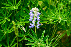 Attēlu rezultāti vaicājumam “Dianema nivale macro”