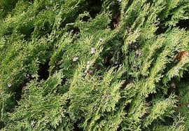 Image result for Colutea x media (arborescens x orientalis)