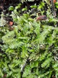 Attēlu rezultāti vaicājumam “Plagiothecium denticulatum”