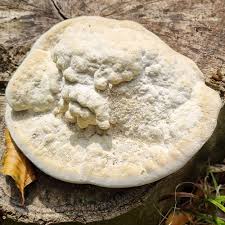 Attēlu rezultāti vaicājumam “Trametes gibbosa”