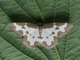 Attēlu rezultāti vaicājumam “Lomaspilis marginata”