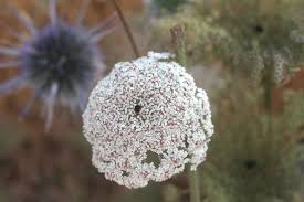 Attēlu rezultāti vaicājumam “Daucus carota subsp. carota flower”