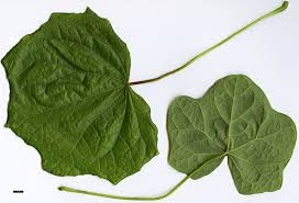 Attēlu rezultāti vaicājumam “Menispermum dauricum leaf”