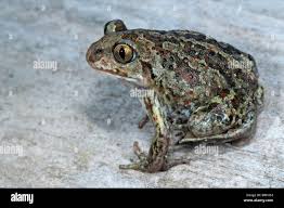 Attēlu rezultāti vaicājumam “Pelobates fuscus”