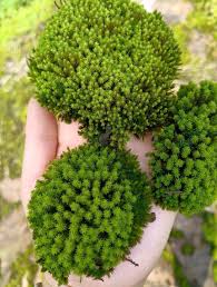 Attēlu rezultāti vaicājumam “Racomitrium canescens sporophyte”