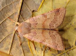 Attēlu rezultāti vaicājumam “Agrochola helvola”