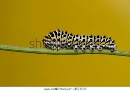 Attēlu rezultāti vaicājumam “Papilio machaon larva”