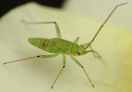 Attēlu rezultāti vaicājumam “Blepharidopterus angulatus”