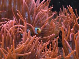 Attēlu rezultāti vaicājumam “Anemone”