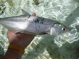 Image result for Chanos chanos