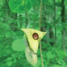 Attēlu rezultāti vaicājumam “Aristolochia durior”