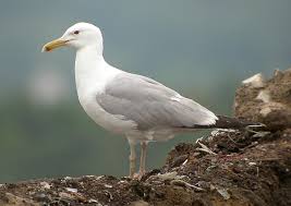 Image result for Larus cachinnans