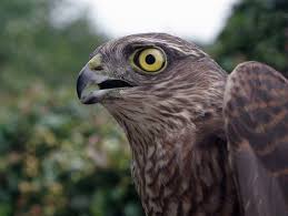Attēlu rezultāti vaicājumam “Accipiter nisus male”