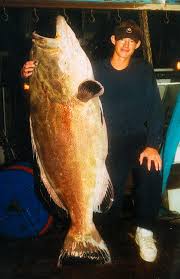 Image result for Mycteroperca bonaci