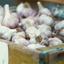 Attēlu rezultāti vaicājumam “Allium sativum fruit”