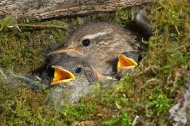 Attēlu rezultāti vaicājumam “Troglodytes troglodytes nest”