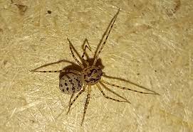 Attēlu rezultāti vaicājumam “Comatricha meandrispora macro”