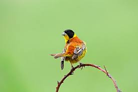 Image result for Emberiza melanocephala