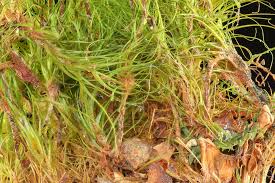 Attēlu rezultāti vaicājumam “Dicranodontium denudatum”