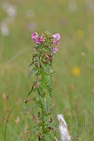 Attēlu rezultāti vaicājumam “Pedicularis palustris”