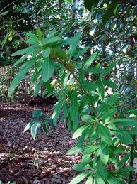Attēlu rezultāti vaicājumam “Daphne mezereum leaf”