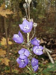 Attēlu rezultāti vaicājumam “Campanula persicifolia bud”