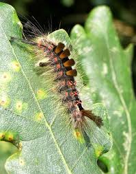 Attēlu rezultāti vaicājumam “Lymantriidae”