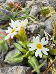 Attēlu rezultāti vaicājumam “Primulaceae”