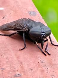 Attēlu rezultāti vaicājumam “Tabanidae”