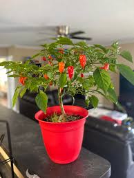 Afbeeldingsresultaat voor paper lantern hot pepper